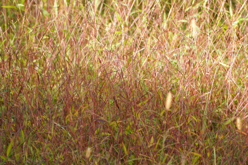 Image of Microstegium japonicum by (c) WATANABE Hitoshi 渡辺仁, some rights reserved (CC BY)