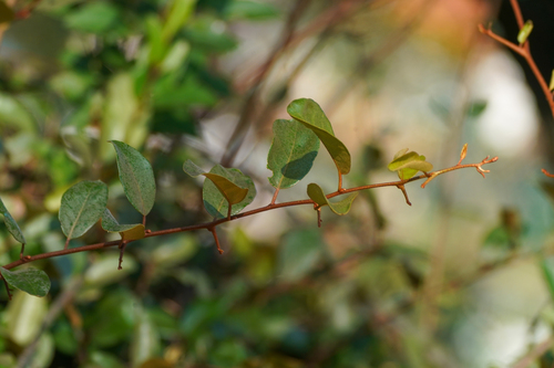 Scrambling Oleaster (Elaeagnus glabra)