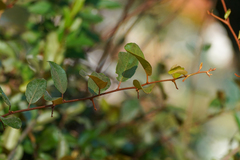 Elaeagnus glabra, photograph (c) WATANABE Hitoshi 渡辺仁, some rights reserved (CC BY)