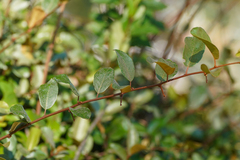 Elaeagnus glabra, photograph (c) WATANABE Hitoshi 渡辺仁, some rights reserved (CC BY)