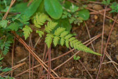 Image of Athyrium niponicum by (c) WATANABE Hitoshi 渡辺仁, some rights reserved (CC BY)