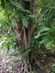 Bravaisia integerrima