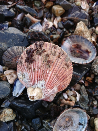 Zygochlamys patagonica