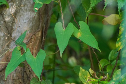 Image of Dioscorea japonica by (c) WATANABE Hitoshi 渡辺仁, some rights reserved (CC BY)