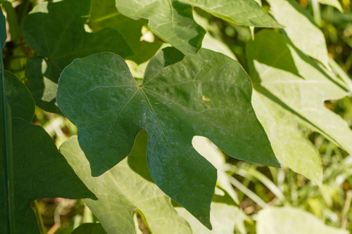Firmiana simplex