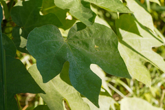 Firmiana simplex