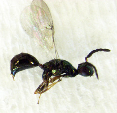 Pseudidarnes minerva