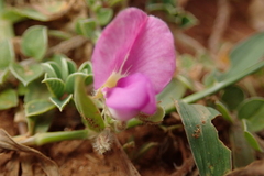 Tephrosia obovata
