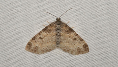 Lobophora nivigerata