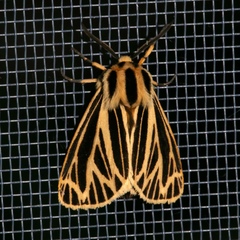 Apantesis virguncula