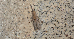 Euzophera semifuneralis