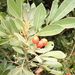 Aglaia formosana - Photo (c) Liu JimFood, algunos derechos reservados (CC BY-NC), subido por Liu JimFood