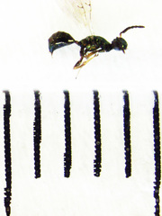 Pseudidarnes minerva