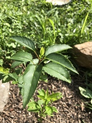 Forsythia × intermedia