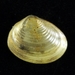 Greater European Pea Clam - Photo (c) Snailmail, some rights reserved (CC BY-SA)