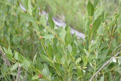 Salix planifolia