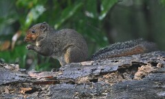 Asian Red-Cheeked Squirrel photo 2