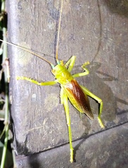 Eugryllacris cylindrigera