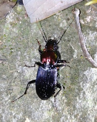 Trigonotoma lewisii