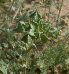 Malva aegyptia