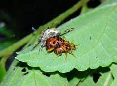 Agomadaranus pardaloides