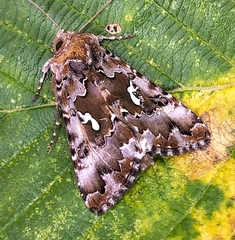 Autographa corusca