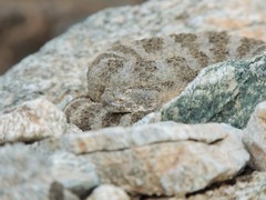 Crotalus tigris