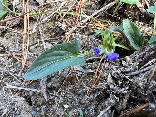 Image of Viola sagittata by (c) Anne Parker, some rights reserved (CC BY)