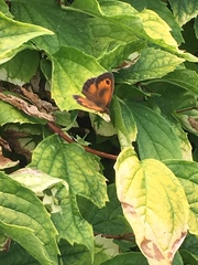 Pyronia tithonus