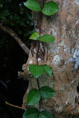 Apocyneae