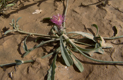 Centaurea ammocyanus