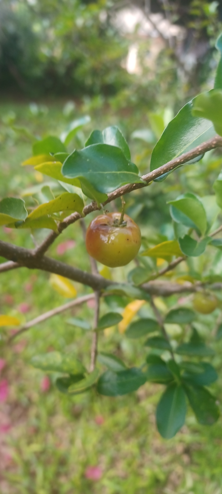 Malpighia emarginata