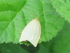 Zelotherses paleana