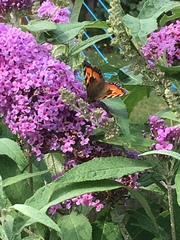 Aglais urticae