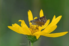 Hesperia attalus slossonae