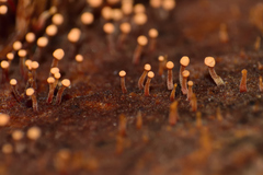 Nectria pseudotrichia