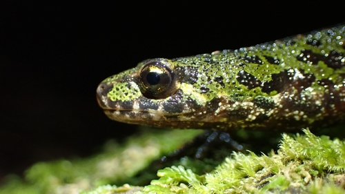Lisbon pygmy newt