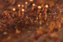 Nectria pseudotrichia