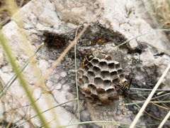 Polistes atrimandibularis