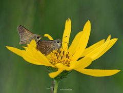 Hesperia attalus slossonae