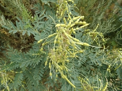 Sophora alopecuroides