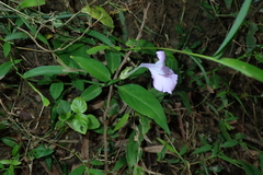 Dicliptera tinctoria
