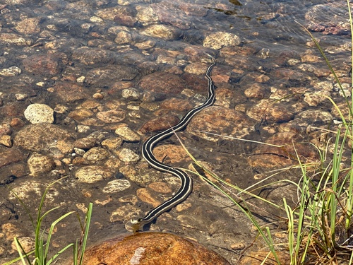iNaturalist observation photo of Mountain Garter Snake
