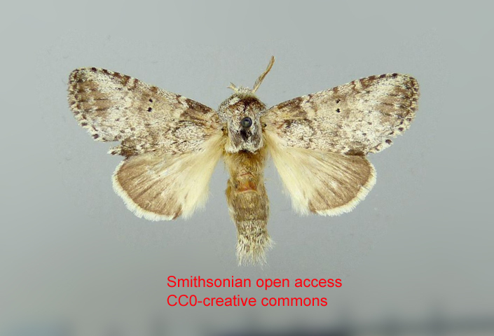 Sericochroa occama
