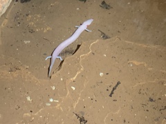 Proteus anguinus anguinus