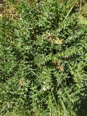 Carlina acanthifolia