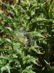 Carlina acanthifolia