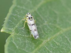 Eupteryx atropunctata