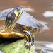 Yellow-bellied Slider - Photo (c) M.M. R, some rights reserved (CC BY-NC)