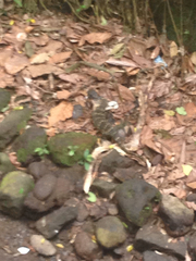 Varanus salvator bivittatus